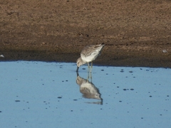 Calidris fuscicollis