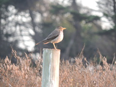Turdus falcklandii magellanicus