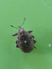 Glocianus