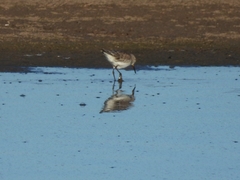 Calidris fuscicollis