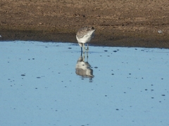 Calidris fuscicollis