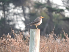 Turdus falcklandii magellanicus