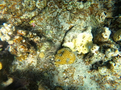 Oulophyllia
