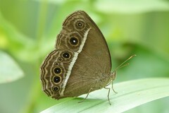 Mycalesis mineus