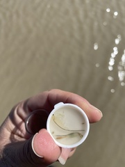 Branchinecta conservatio