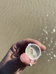 Branchinecta conservatio