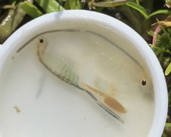 Branchinecta conservatio