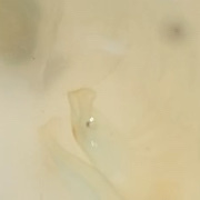 Branchinecta conservatio