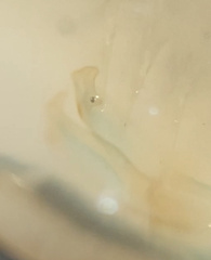 Branchinecta conservatio