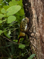 Dynastes hyllus