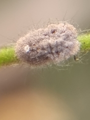 Monophlebidae