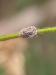 Monophlebidae