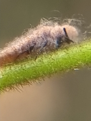 Monophlebidae