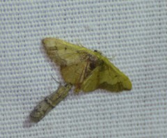 Idaea kendallaria