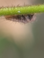 Monophlebidae