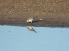 Calidris fuscicollis