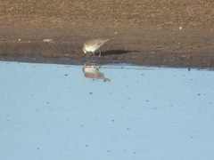 Calidris fuscicollis