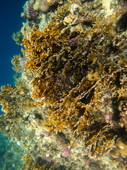 Millepora dichotoma
