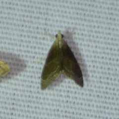 Glaphyria peremptalis