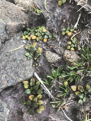 Ourisia integrifolia