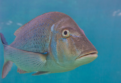 Lethrinus nebulosus
