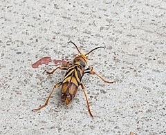 Xylotrechus chinensis