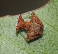 Arkys dilatatus