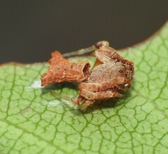 Arkys dilatatus