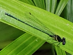 Onychargia atrocyana