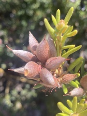 Orites revolutus