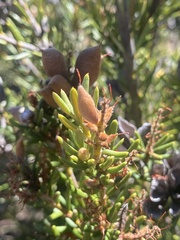 Orites revolutus