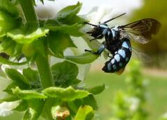 Thyreus caeruleopunctatus