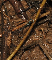 Elattoneura analis