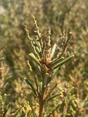 Orites revolutus
