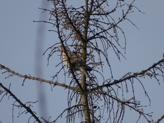 Streptopelia decaocto