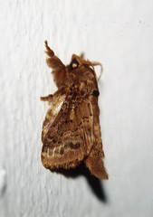 Euglyphis guttularis