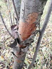 Salix triandra