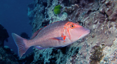 Lethrinus miniatus