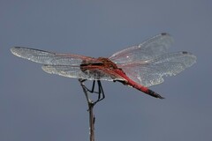 Tramea transmarina