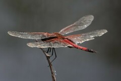 Tramea transmarina