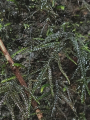 Thamnobryum