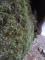 Thamnobryum