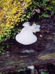 Favolaschia pustulosa
