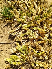 Sclerochloa dura