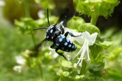 Thyreus caeruleopunctatus