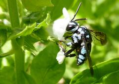 Thyreus caeruleopunctatus