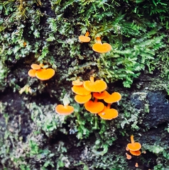 Favolaschia claudopus