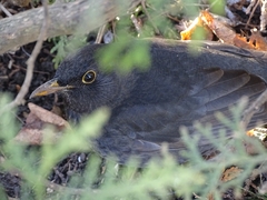 Turdus merula