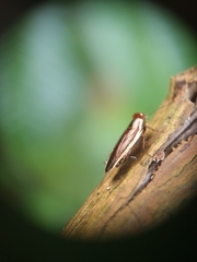 Pseudophyllodromia laticeps
