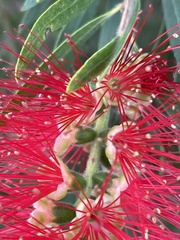 Melaleuca citrina